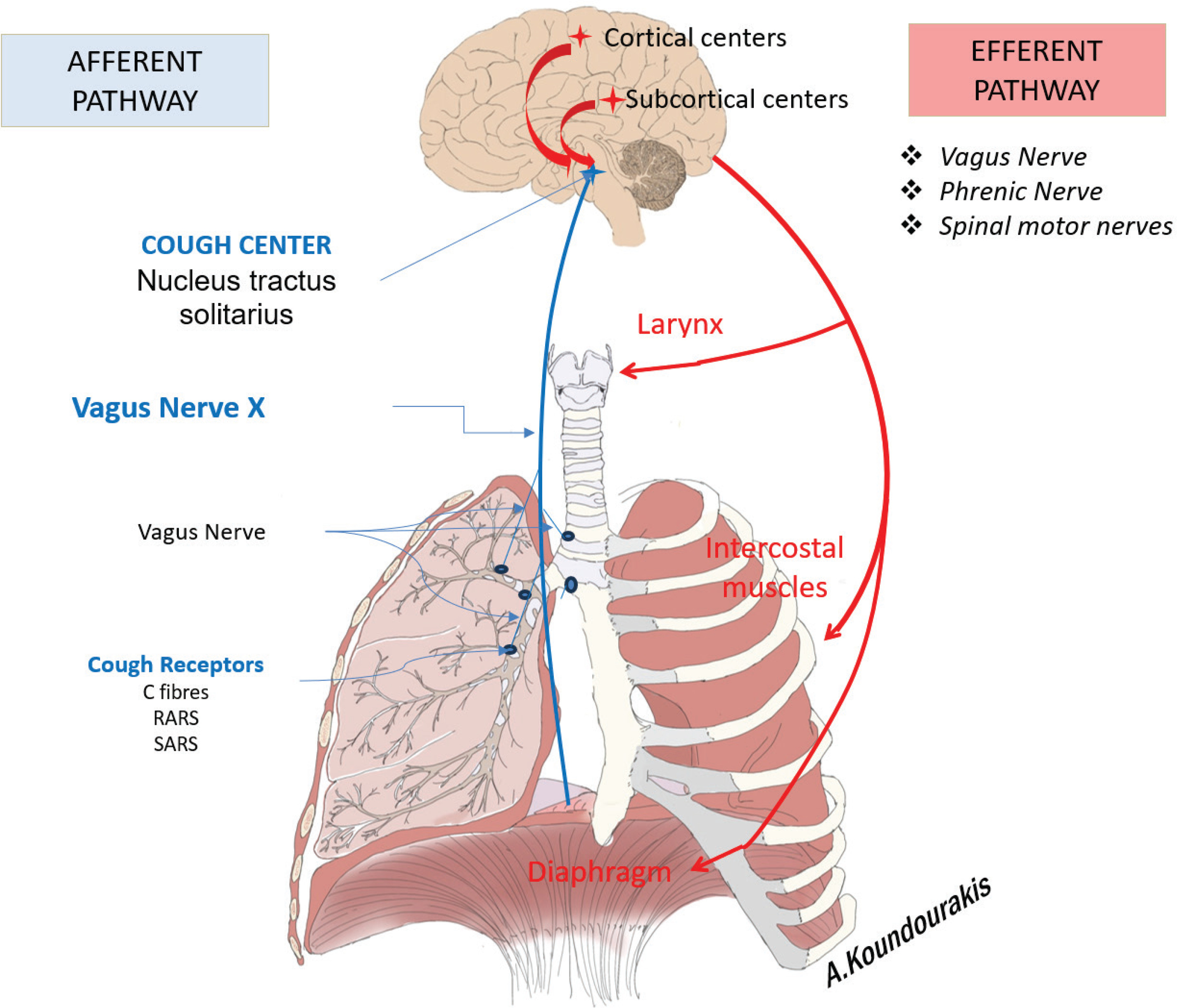 The Continuous Challenge Of Cough In Adults A Narrative Review Based 